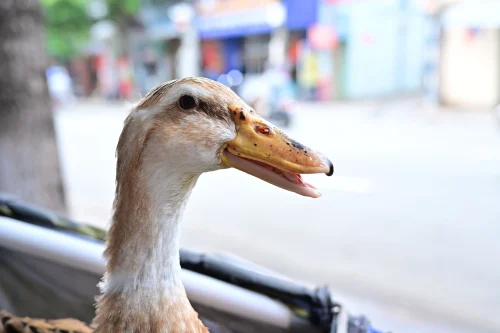 Meme vịt 5