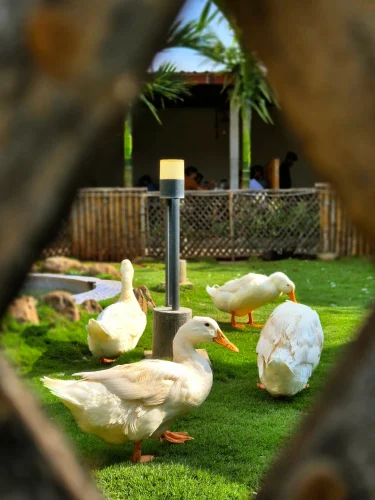 Meme vịt 51