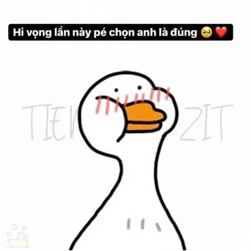 Meme vịt 50