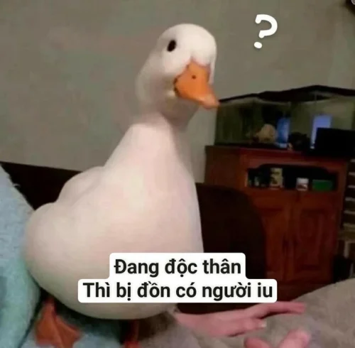 Meme vịt 1