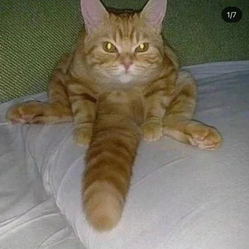 Meme wow 3