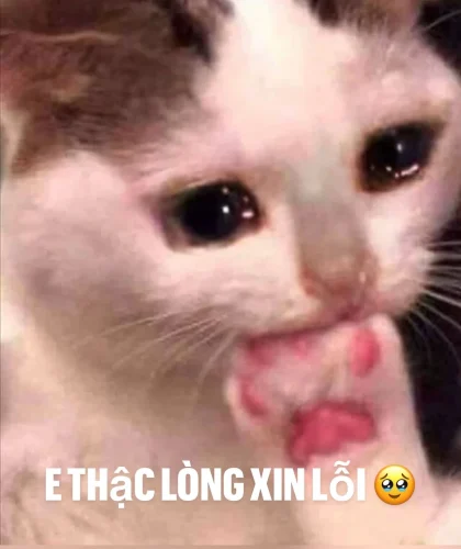 Meme xin lỗi 3