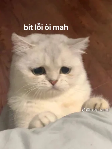 Meme xin lỗi 5