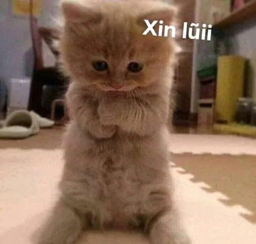 Meme xin lỗi 7