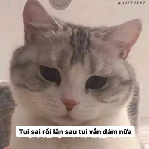 Meme xin lỗi 10
