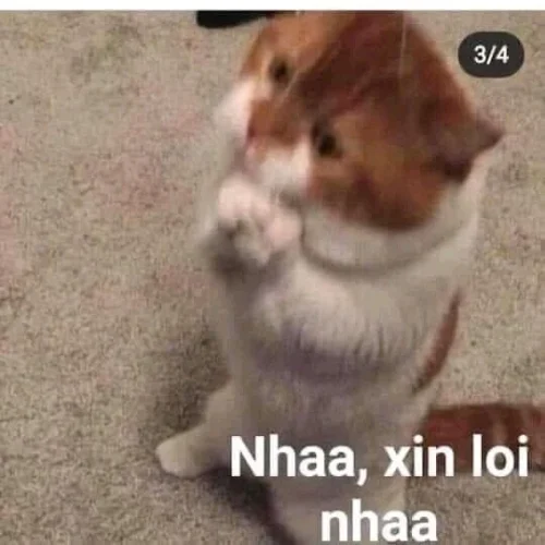 Meme xin lỗi 16