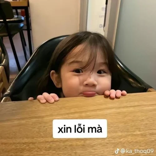 Meme xin lỗi 20