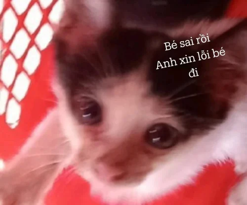 Meme xin lỗi 34
