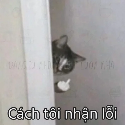 Meme xin lỗi 35