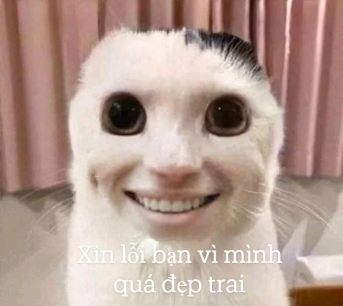 Meme xin lỗi 37