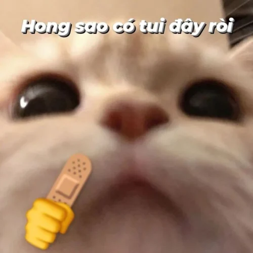 Meme xin lỗi 39