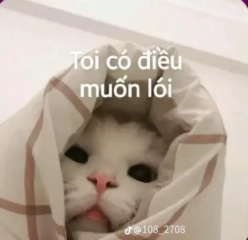 Meme xin lỗi 40