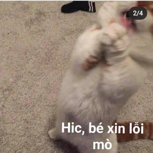 Meme xin lỗi 43