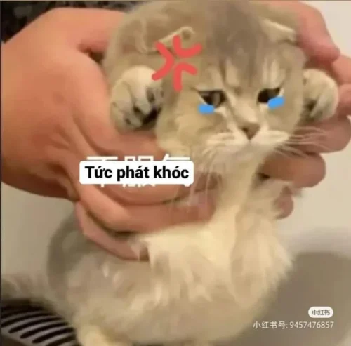 Meme xin lỗi 48
