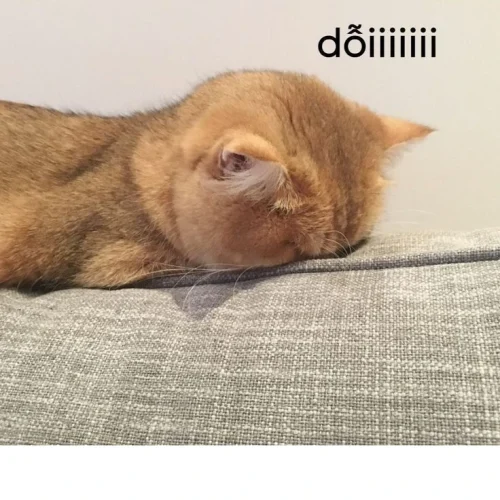 Meme xin lỗi 50