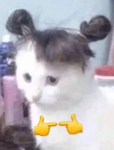 Meme xin lỗi 53