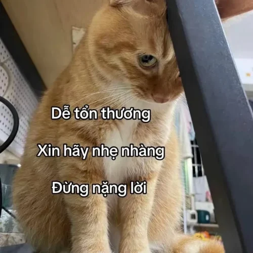Meme xin lỗi 54