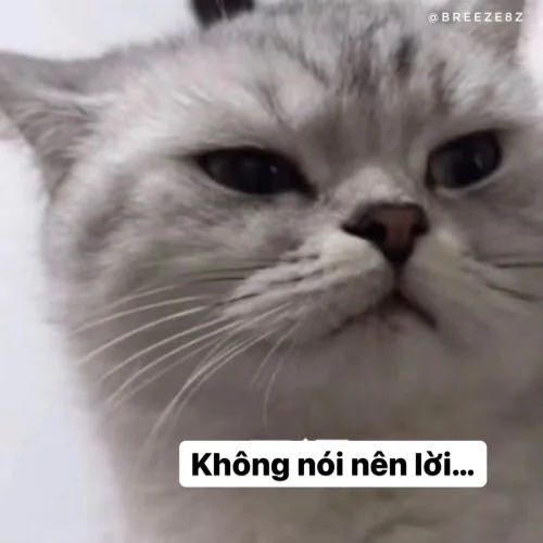 Meme xin lỗi 58