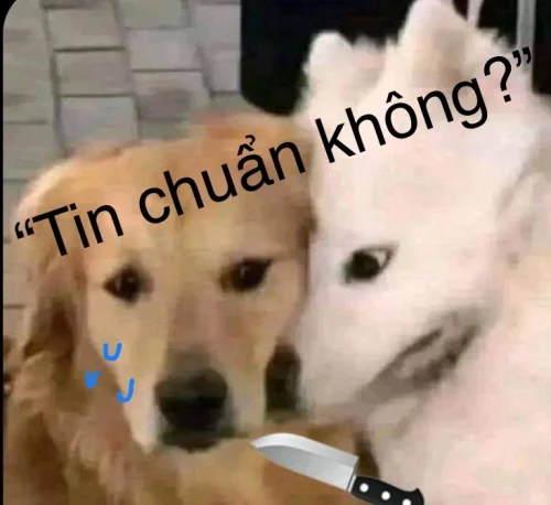 Meme xin lỗi 3