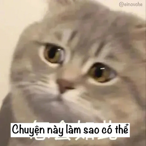Meme xin lỗi 8
