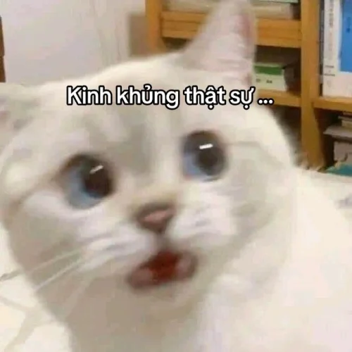 Meme xin lỗi 12