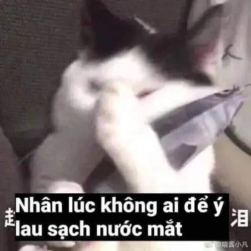 Meme xin lỗi 16