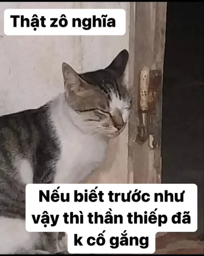 Meme xin lỗi 17