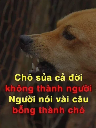 Meme xin lỗi 26