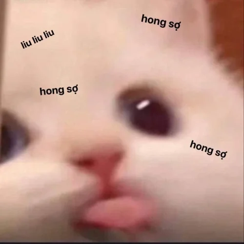 Meme xin lỗi 28