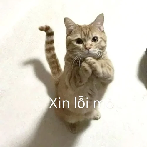 Meme xin lỗi 31