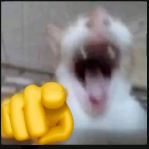 Meme xin lỗi 38