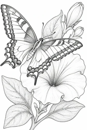 Bướm đậu trên hoa