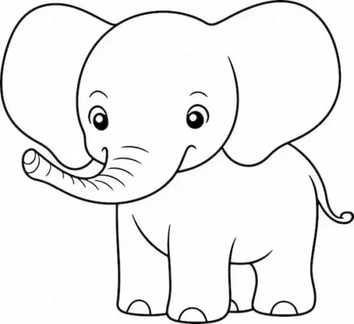 Voi con tai to đứng chính diện, viền đen dày