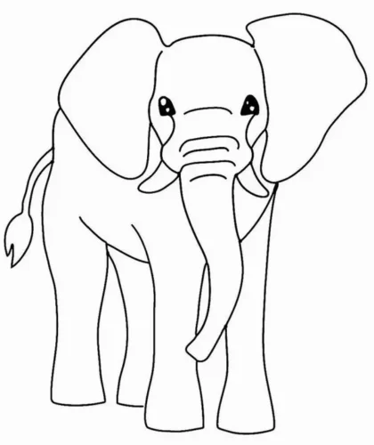 Voi đứng chính diện nhìn thẳng, vòi buông dài chạm đất