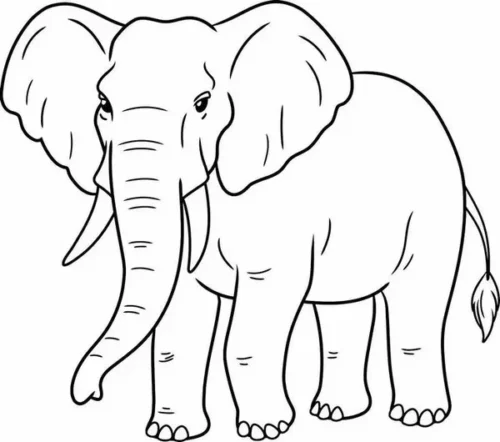 Voi rừng trưởng thành có ngà, da nhiều nếp nhăn